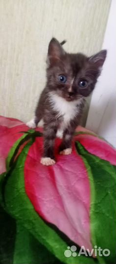 Малыши в надёжные руки