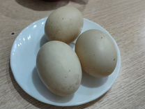 Инкубационное яйцо индоутки