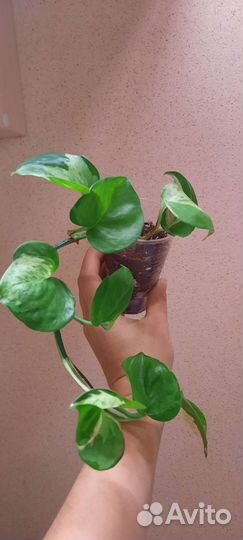 Эпипремнум хэппи лиф