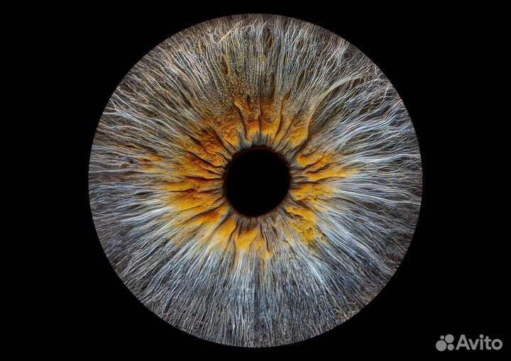 Уникальные снимки радужки за 30 минут