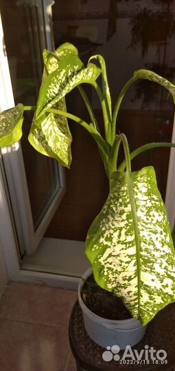 Комнатные домашние растения