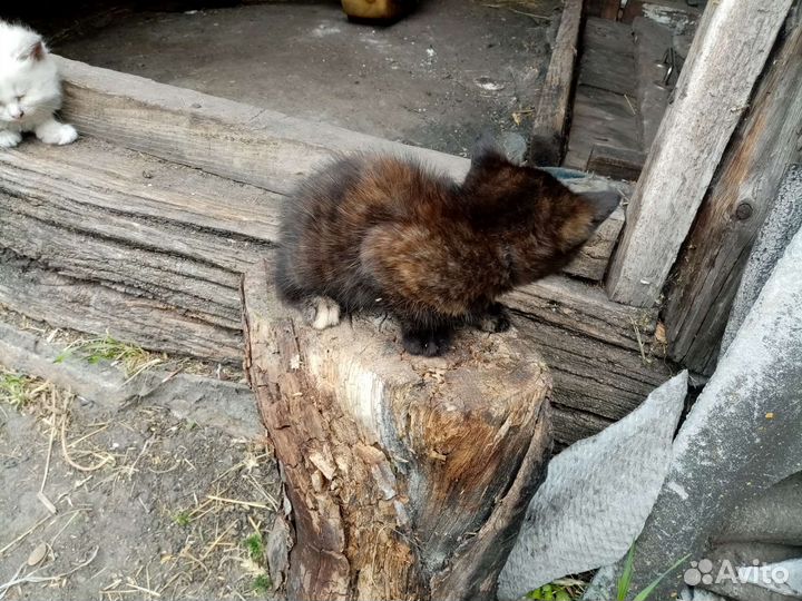 Кошка в дар бесплатно