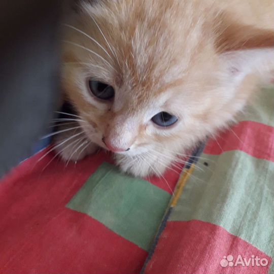 Котик в дар