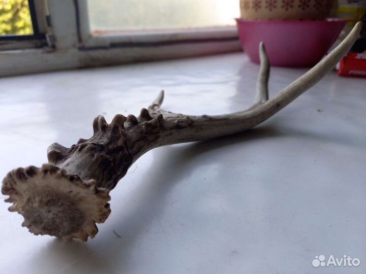 Рога морала