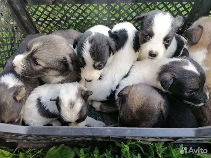 Щенки