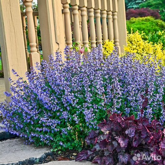 Котовник Фассена Пурсиан Блю