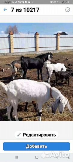 Коза нубийская / камори