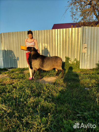 Романовский баран на племя. Чистокровный
