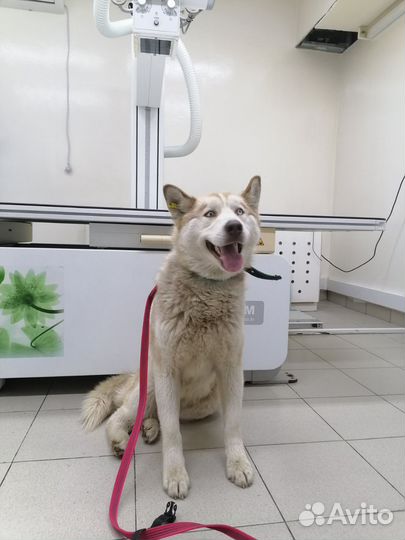 Хаски в добрые руки