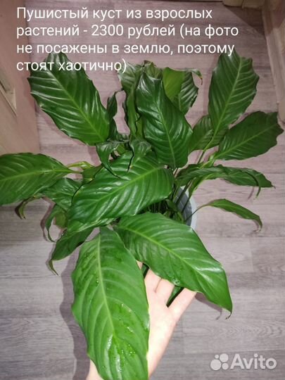 Спатифиллум