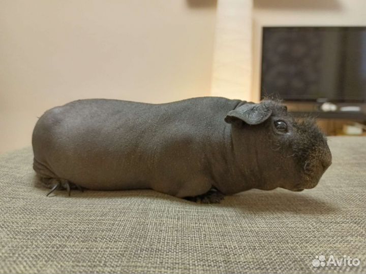 Морская свинки скинни