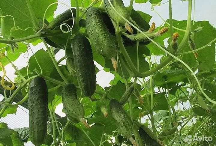 Огурцы свежие