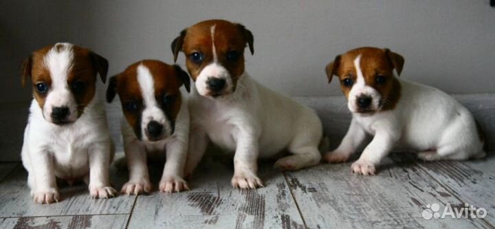 Щенки джек рассел терьер