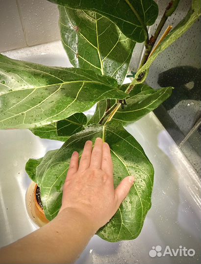 Фикус Лирата Колумнарис Бамбино Шривериана