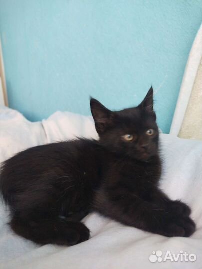 Кошки в добрые руки бесплатно