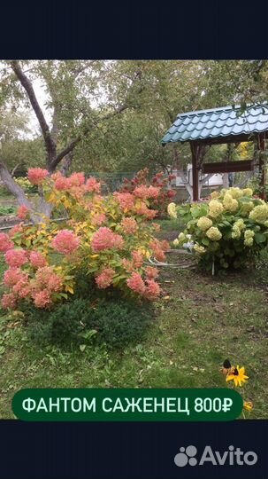 Многолетники Саратов