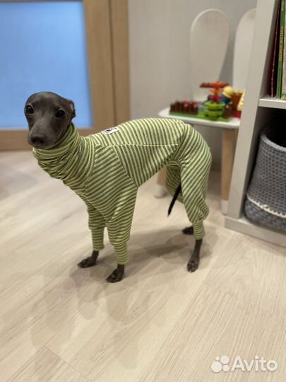 Комбинезон, костюм /трикотажный на левретку