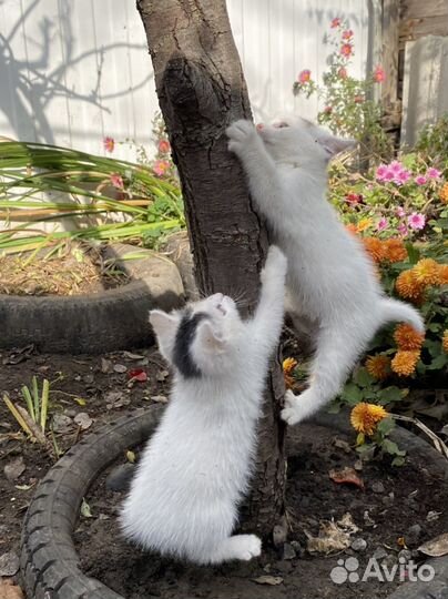 Отдам котиков в добрые руки