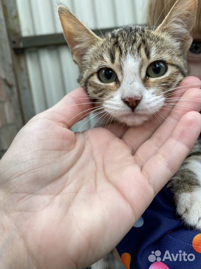 Котенок в дар бесплатно