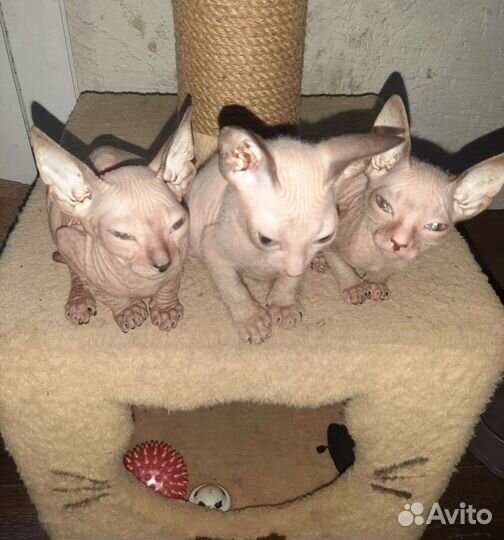 Донской сфинкс котята