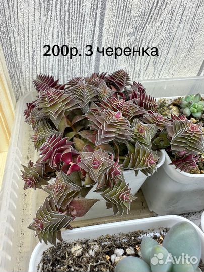 Суккуленты #4