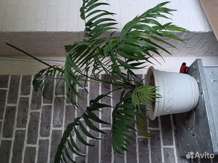 Комнатные цветы