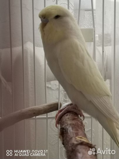 Попугаи ввп чехи