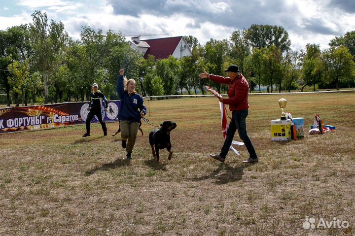 Услуги хендлера