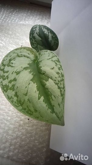 Сциндапсус пиктус треби