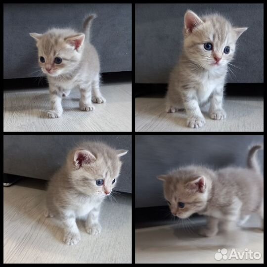 Шотландские котята
