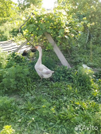 Гуси кубанские