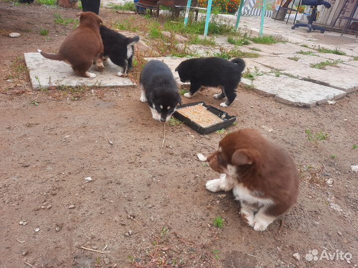 Щенки хаски бесплатно