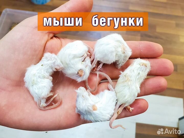 Кормовые грызуны (Заморозка) Мыши Крысы Цыплята