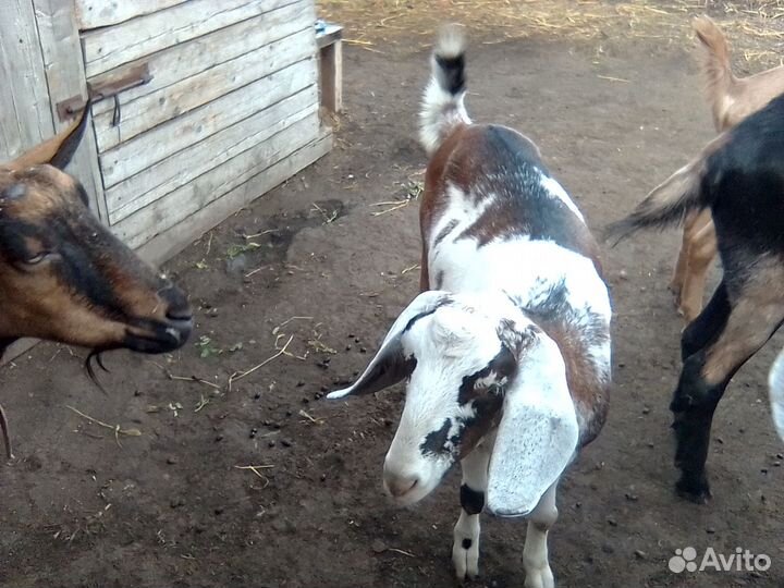 Продаются козы