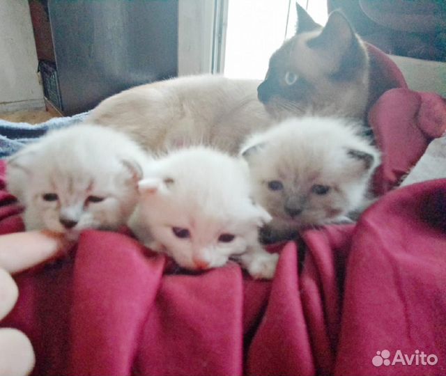 Отдам котят