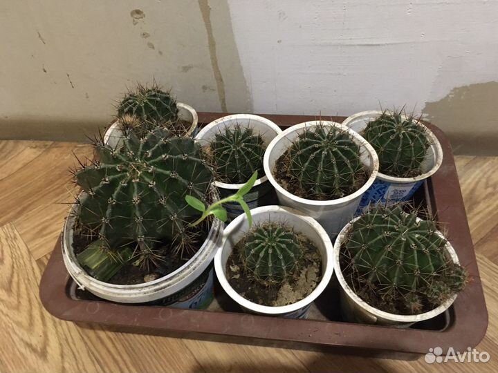 Кактус в горшке