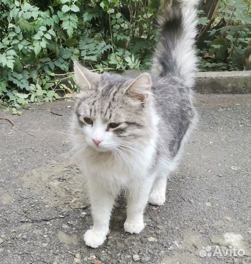 Котик ищет дом