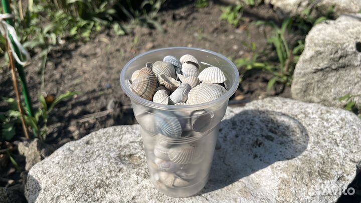 Ракушки с азовского моря целые от 0.5 мм до 6 см