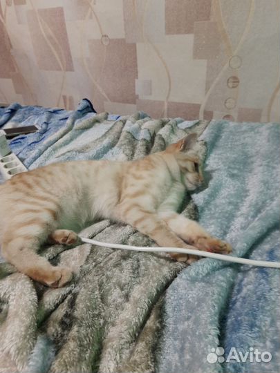 Кошка