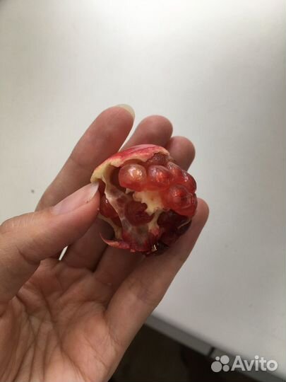 Гранат комнатный