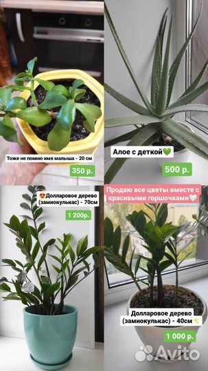 Эухарис амазонская лилия 70 см