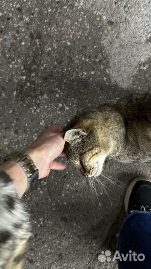 Котик в добрые руки