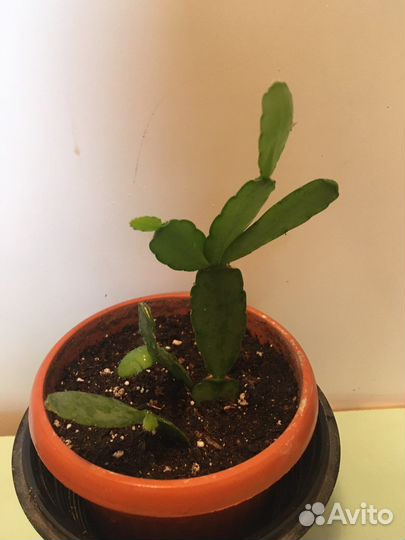 Рипсалидопсис розовый