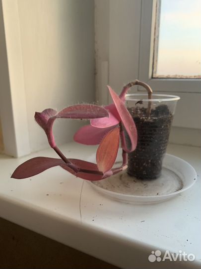 Сеткреазия