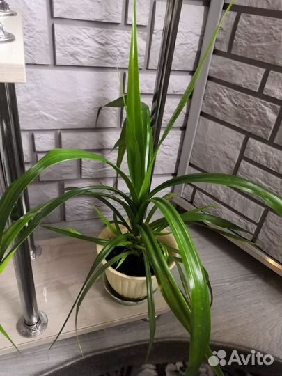 Домашние растения