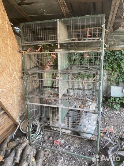 Клетки для перепелов