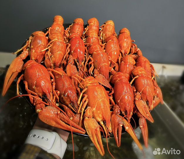 Раки и Креветки живые/вареные Актуальный Прайс