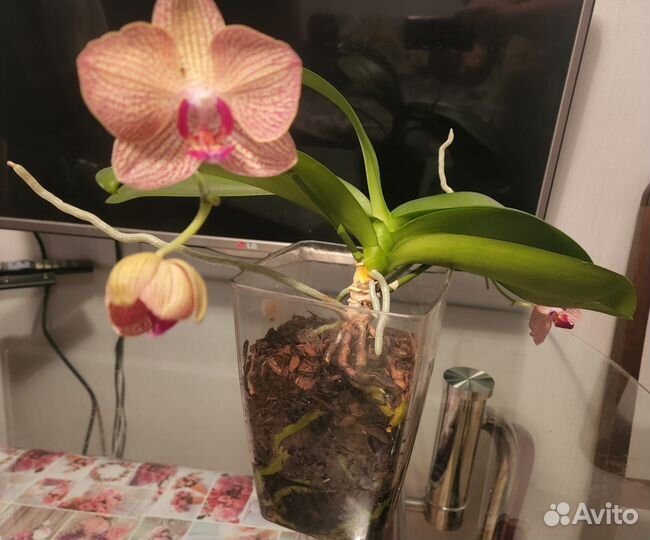 Фаленопсис калейдоскоп