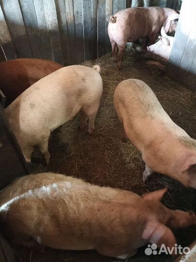 Поросята ландрас и дюрок