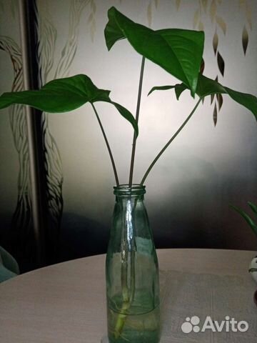 Сингониум Бабочка